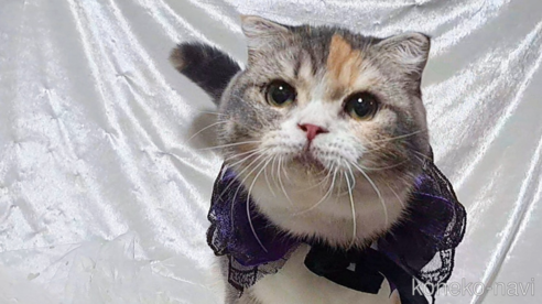 販売中の宮城県のスコティッシュフォールド-101957の3枚目