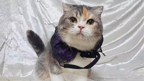 販売中の宮城県のスコティッシュフォールド-101957の2枚目