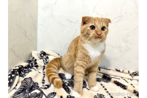 成約済の北海道のスコティッシュフォールド-101793の1枚目