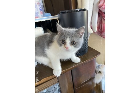 成約済の福岡県のエキゾチックショートヘア-98152の4枚目