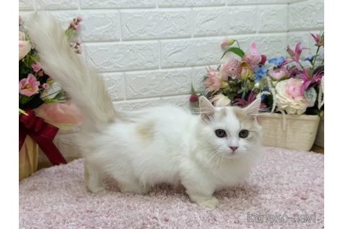 成約済の東京都のマンチカン(短足)-102007の4枚目