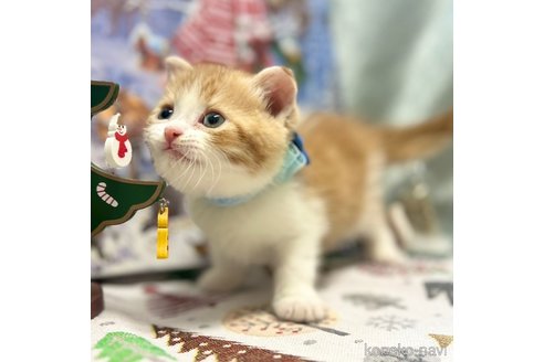 成約済の神奈川県のスコティッシュフォールド(折れ耳)-102013の2枚目