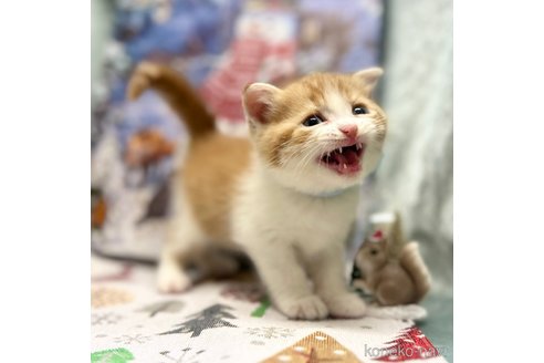 成約済の神奈川県のスコティッシュフォールド(折れ耳)-102013の3枚目