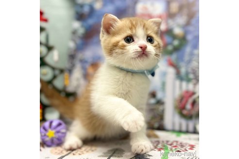 成約済の神奈川県のスコティッシュフォールド(折れ耳)-102013の6枚目