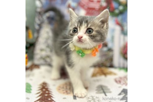 成約済の神奈川県のスコティッシュフォールド-102014の5枚目