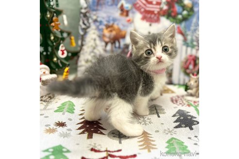 成約済の神奈川県のスコティッシュフォールド-102014の7枚目