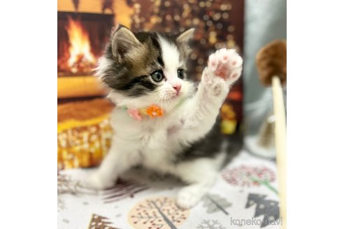 成約済の神奈川県のスコティッシュフォールド-102015の8枚目