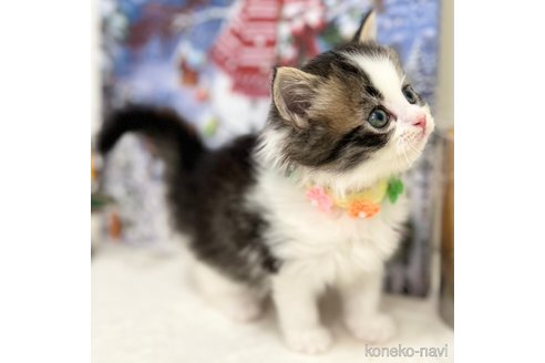 成約済の神奈川県のスコティッシュフォールド-102015の11枚目