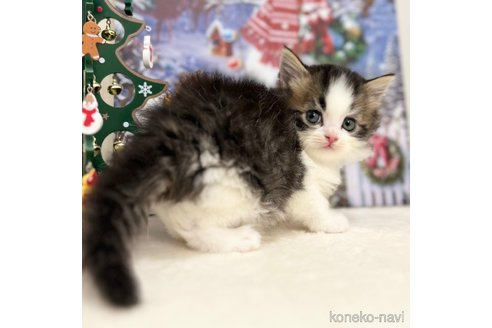 成約済の神奈川県のスコティッシュフォールド-102015の5枚目