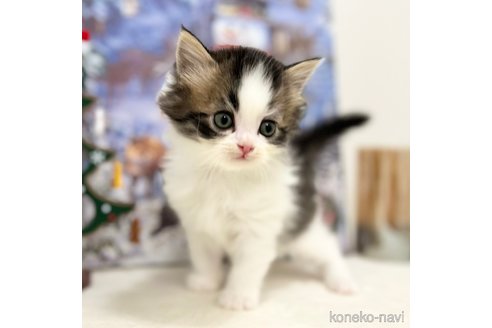 成約済の神奈川県のスコティッシュフォールド-102015の6枚目