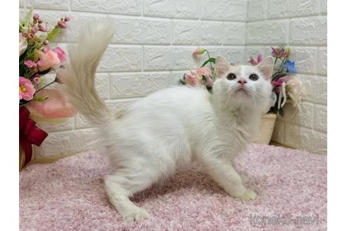 成約済の東京都のマンチカン-102017の4枚目