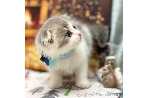 成約済の神奈川県のスコティッシュフォールド(折れ耳)-102018の8枚目