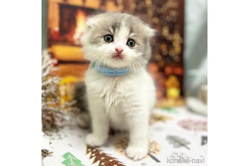成約済の神奈川県のスコティッシュフォールド(折れ耳)-102018の4枚目