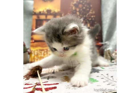 成約済の神奈川県のスコティッシュフォールド-102020の3枚目