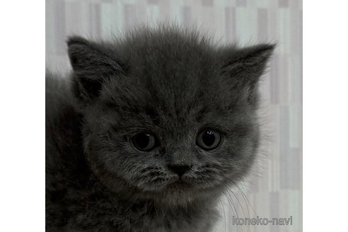 成約済の千葉県のブリティッシュショートヘア-102024の3枚目