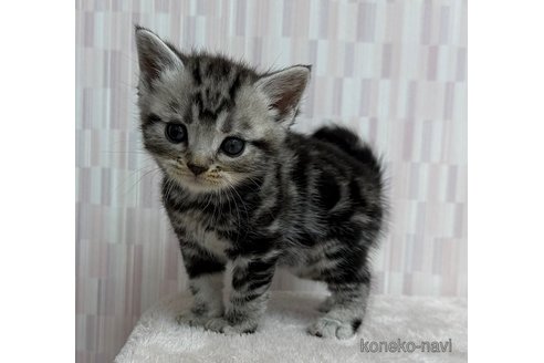 成約済の千葉県のアメリカンショートヘア-102025の2枚目