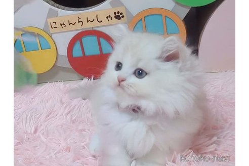 成約済の愛媛県のミヌエット(短足)-102035の6枚目