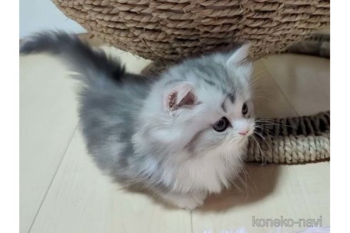 成約済の愛媛県のミヌエット(短足)-102037の4枚目