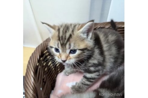 成約済の神奈川県のアメリカンショートヘア-102040の2枚目