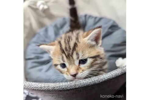 成約済の神奈川県のアメリカンショートヘア-102040の4枚目