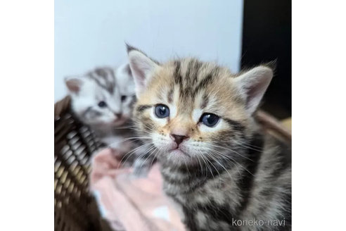 成約済の神奈川県のアメリカンショートヘア-102040の1枚目