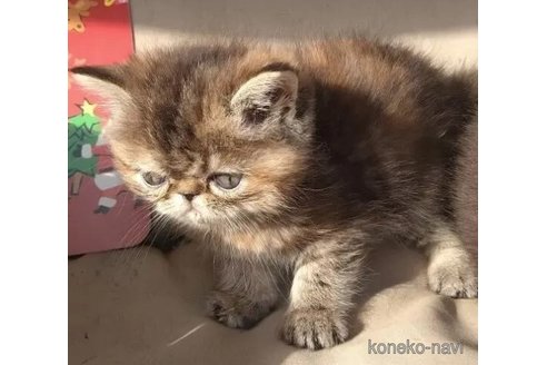 成約済の神奈川県のエキゾチックショートヘア-102042の2枚目