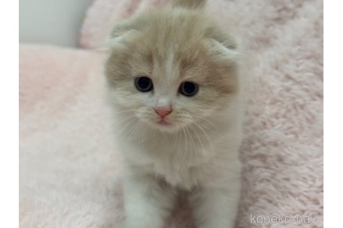成約済の三重県のスコティッシュフォールド(折れ耳)-102046の3枚目