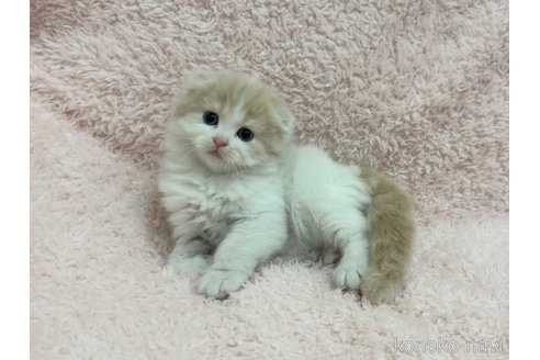 成約済の三重県のスコティッシュフォールド(折れ耳)-102046の5枚目