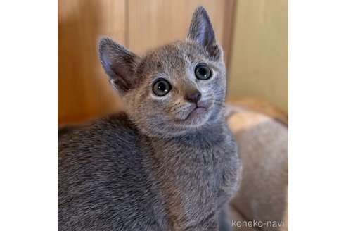 成約済の長野県のロシアンブルー-102050の1枚目