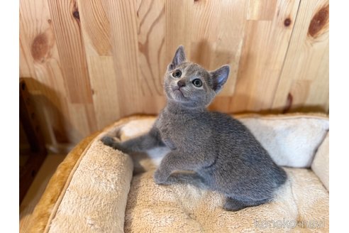 成約済の長野県のロシアンブルー-102050の5枚目
