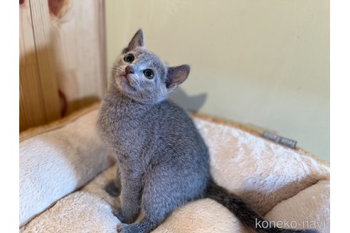成約済の長野県のロシアンブルー-102051の3枚目