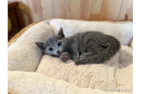 成約済の長野県のロシアンブルー-102052の5枚目
