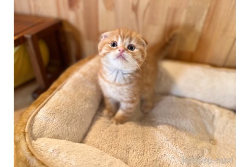 成約済の長野県のスコティッシュフォールド(折れ耳)-102054の5枚目