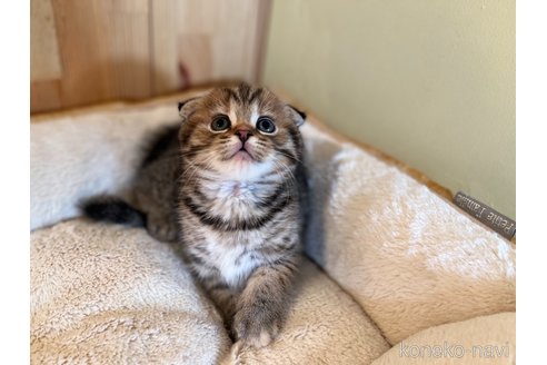 成約済の長野県のスコティッシュフォールド(折れ耳)-102055の2枚目