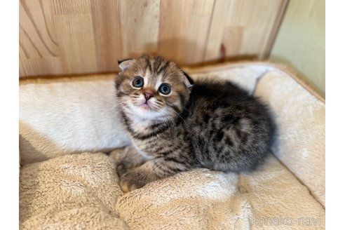 成約済の長野県のスコティッシュフォールド(折れ耳)-102055の3枚目