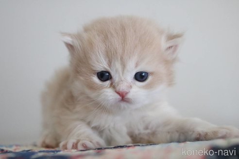 成約済の愛知県のブリティッシュショートヘア-102076の7枚目
