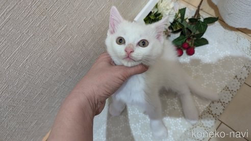 成約済の広島県のその他の猫種-97411の80枚目