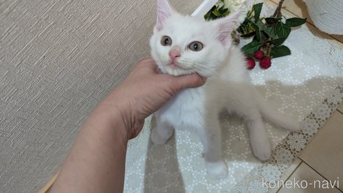 成約済の広島県のその他の猫種-97411の78枚目