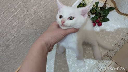 成約済の広島県のその他の猫種-97411の79枚目
