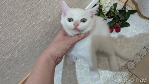 成約済の広島県のその他の猫種-97411の76枚目