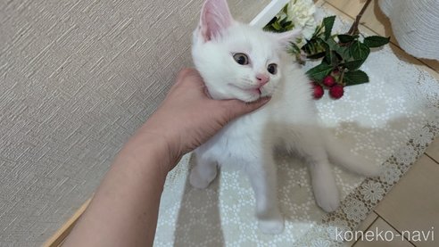 成約済の広島県のその他の猫種-97411の77枚目