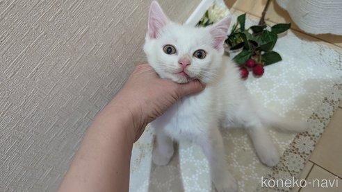 成約済の広島県のその他の猫種-97411の74枚目