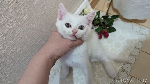 成約済の広島県のその他の猫種-97411の75枚目