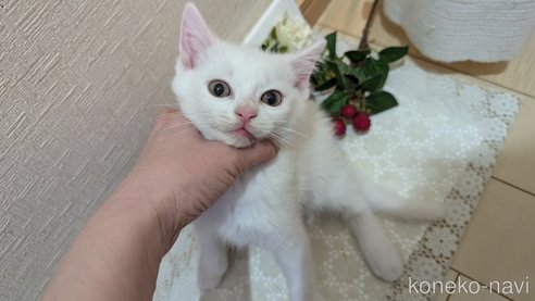 成約済の広島県のその他の猫種-97411の73枚目