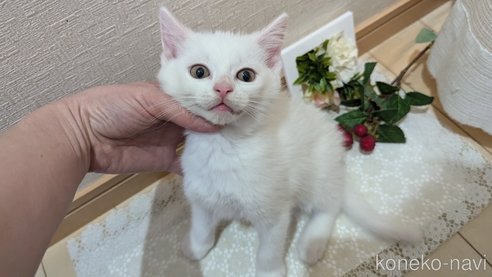 成約済の広島県のその他の猫種-97411の71枚目