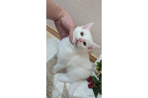 成約済の広島県のその他の猫種-97411の72枚目