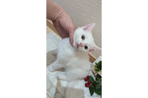 成約済の広島県のその他の猫種-97411の69枚目
