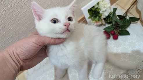 成約済の広島県のその他の猫種-97411の67枚目