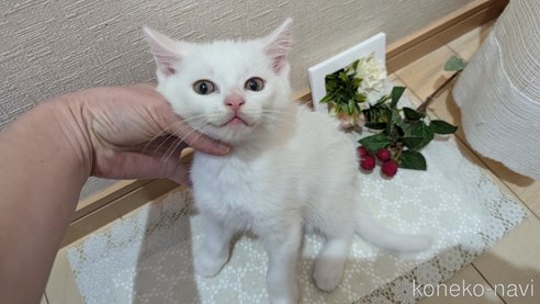 成約済の広島県のその他の猫種-97411の68枚目