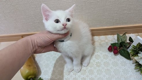成約済の広島県のその他の猫種-97410の19枚目